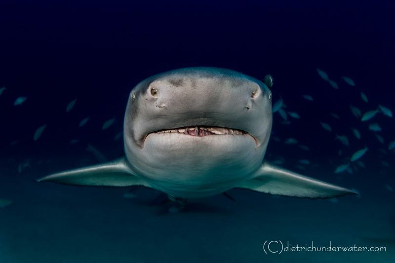 Close-Up Shark - Canon 7D, Tokina 10-17, f/14, 1/100th, ISO 320 Craig Dietrich - Close-Up Shark