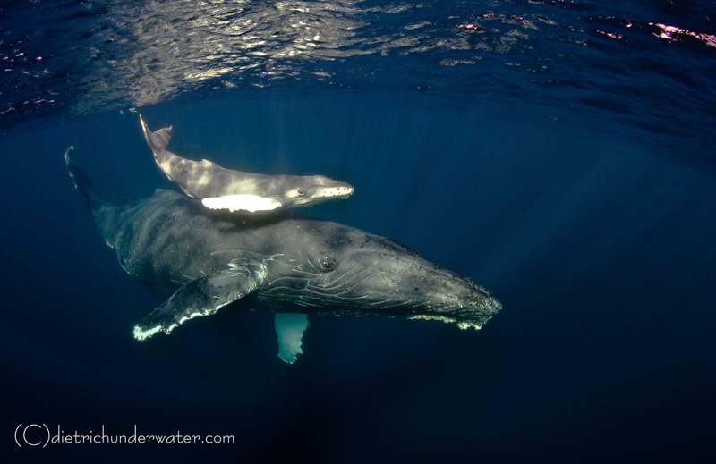 Motherly Love - Canon 7D, Tokina 10-17, f/9, 1/100th, ISO 160 Craig Dietrich - Motherly Love