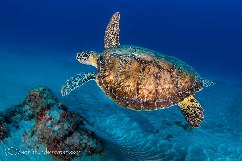 Painted Turtle - Canon 7D, Tokina 10-17, f/14, 1/100th, ISO 320 Craig Dietrich - Painted Turtle