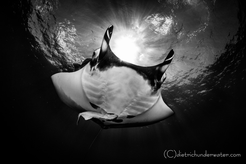 Sunball Manta - Canon 7D, Tokina 10-17, f/22, 1/160th, ISO 320 Craig Dietrich - Sunball Manta