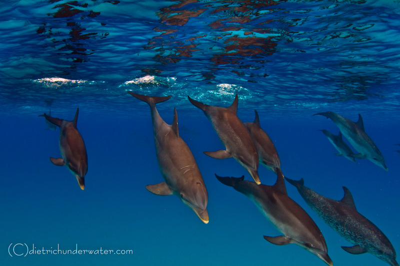 Takin' A Dive - Canon 7D, Tokina 10-17, f/18, 1/250th, ISO 160 Craig Dietrich - Takin' A Dive