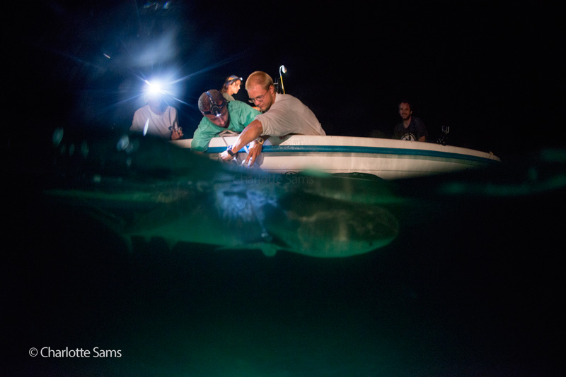 Tiger shark workup at night.