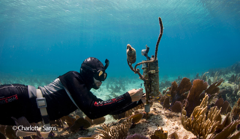 A PhD student unscrews an acoustic receiver by freediving.