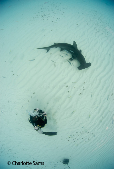 The Sharklab Assistant Manager uses laser-photogrammetry to measure this Great Hammerhead.