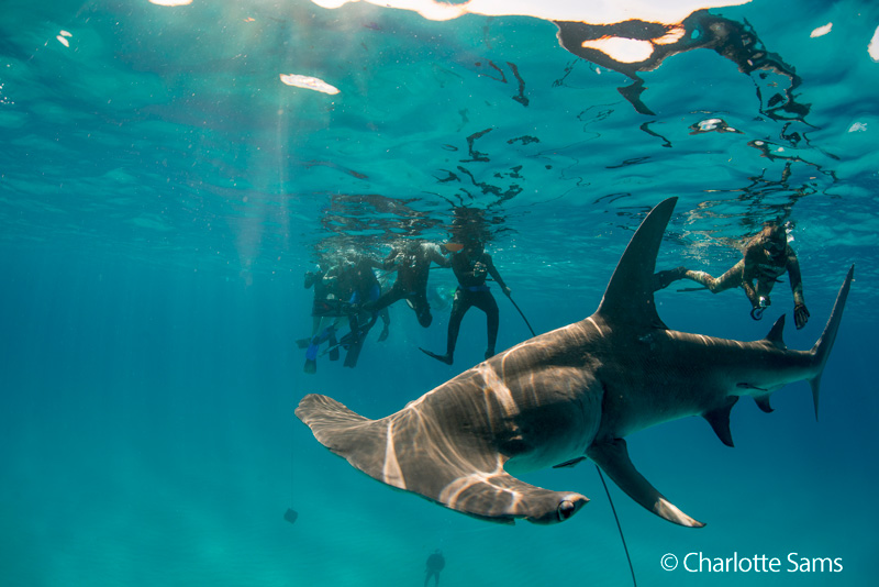 Guests on a research trip with Great Hammerhead shark.