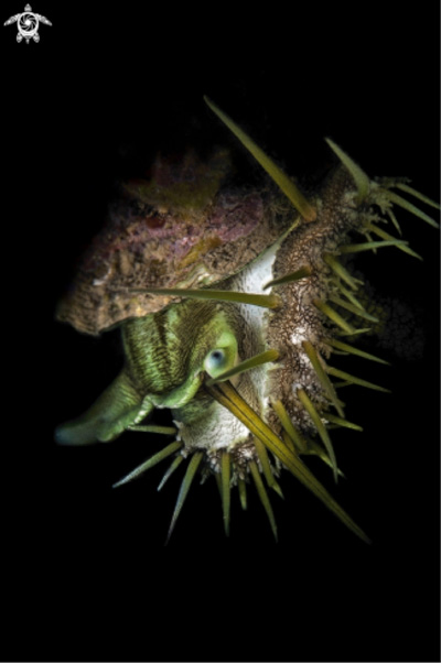 1st Place Snooted: Franco De Lorenzi