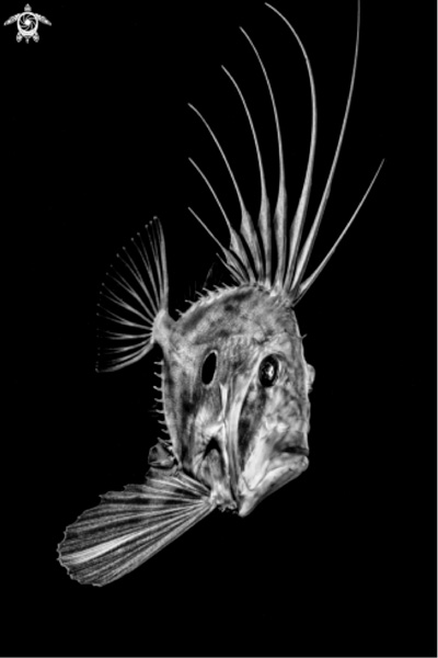 1st Place Black & White: Marco Gargiulo