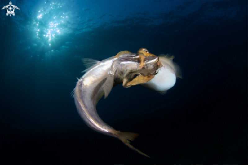 1st Place Behavior: Massimo Zannini