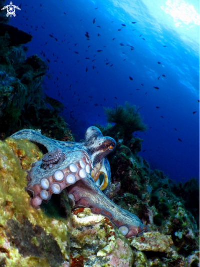 1st Place Wide-Angle Compact: Virginia Salzedo