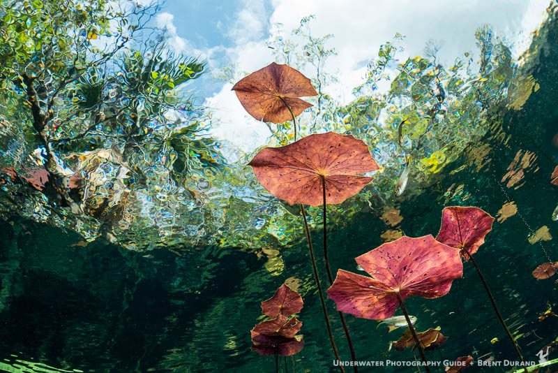Lillies reach towards the sky at Car Wash cenote. ISO 100, f/8, 1/125