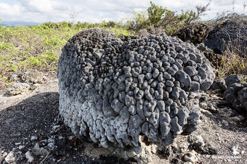 Exposed coral block - the result of volcanic activity and large earthquakes. Galapagos Islands. Photo: Brent Durand