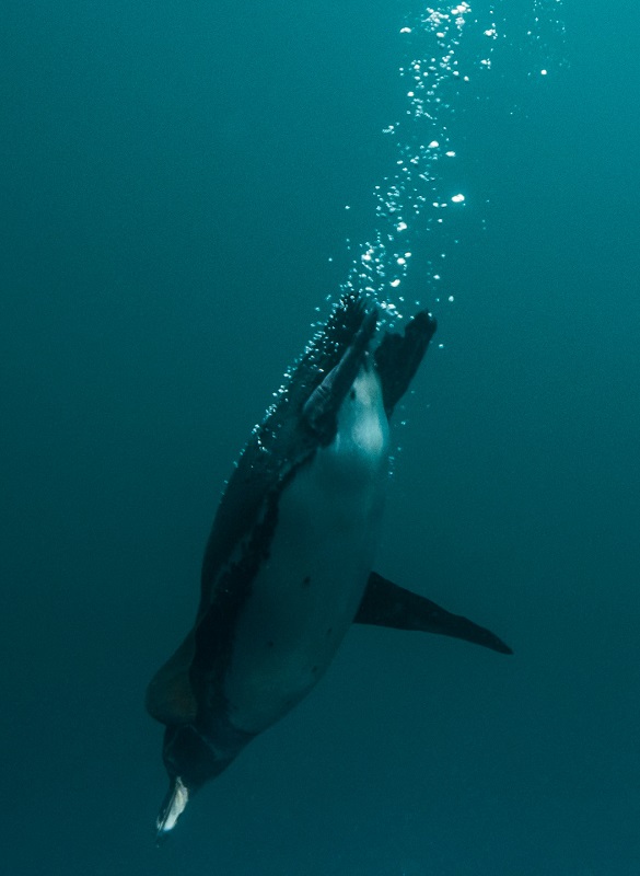 Galapagos Penguin Galapagos Penguin