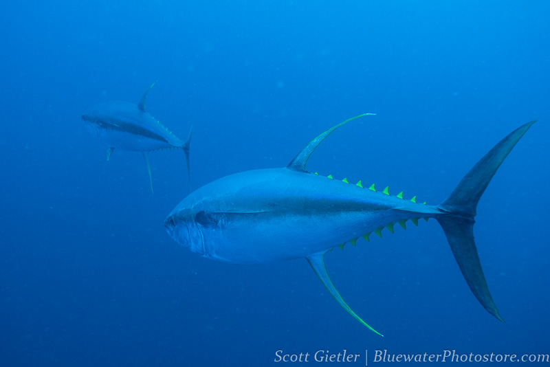 Yellowfin tuna making a close pass Yellowfin tuna