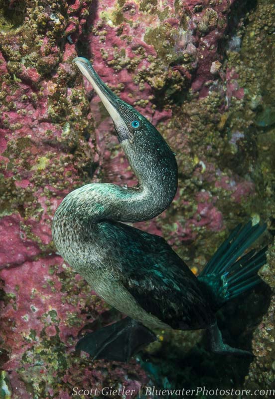 Flightless cormorant F4, 1/250th, ISO 320, @35mm Flightless cormorant