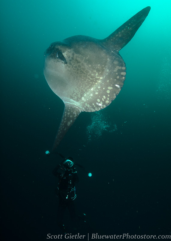 Mola mola in the Galapagos F5.6, 1/320th, ISO 250, @18mm Mola mola Galapagos