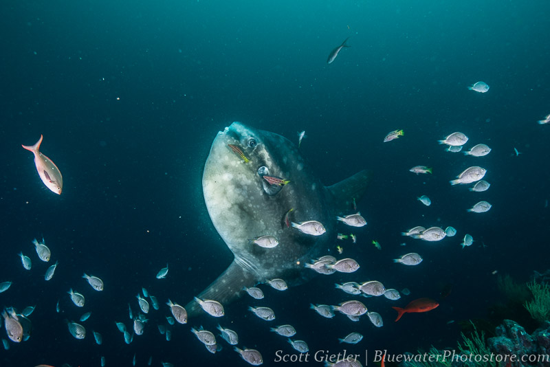 Oceanic sunfish getting cleaned F7, 1/100th, ISO 400, @24mm Oceanic sunfish