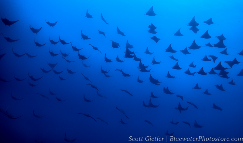 Mobula Ray Squadron F5.6, 1/125th, ISO 200, @32mm Mobula Rays