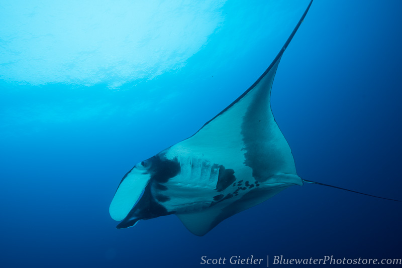 Manta Ray in the Galapagos Islands F7, 1/125th, ISO 200, @26mm Galapagos Manta Ray