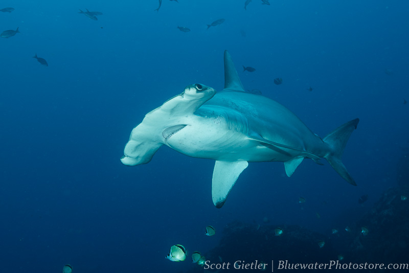 Hammerhead Shark, F9, 1/125th, ISO 250, @35mm Galapagos hammerhead shark