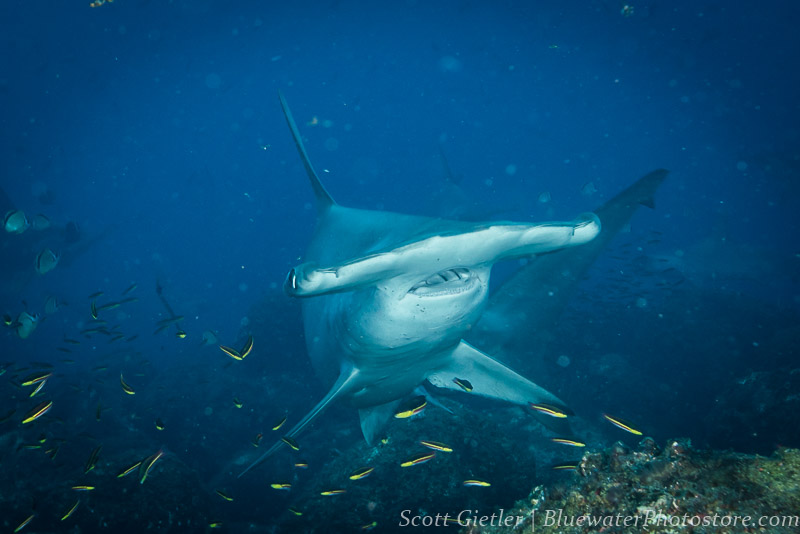 F9, 1/125th, ISO 250, @35mm Hammerhead shark underwater photography tips