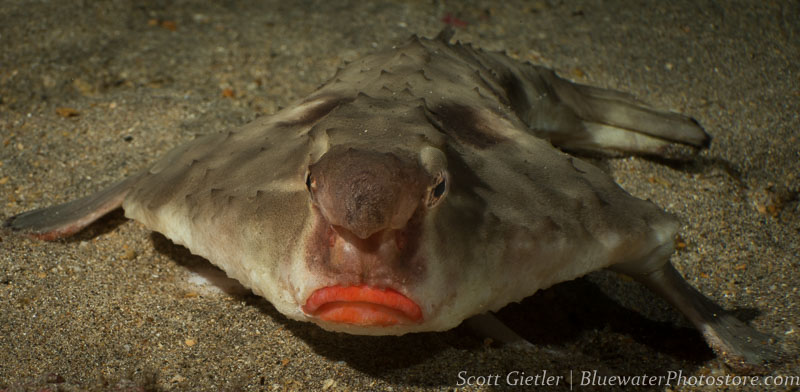 Red-lipped Batfish F16, 1/250th, ISO 100 at 60mm Red-lipped Batfish
