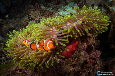 Anemonfish at home. ISO 200, F/16, 1/250