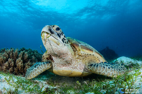 Nom Nom Nom! Fields of turtle grass as far as the eye could see made these green sea turtles happy. ISO 200, F/11, 1/160