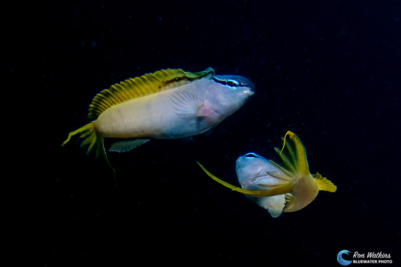 Yellowtail fang blenny seductive dance (Shot with wide angle fisheye and cropped). ISO 200, F/9, 1/320
