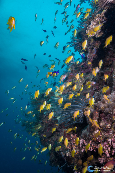 A kaleidoscope of colors dance on the walls at Diver’s Heaven. ISO 400, F/11, 1/125