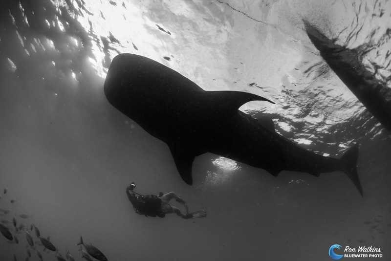 A diver swims with the whale shark while trying to capture the moment (Lightroom B&W conversion). ISO 320, F/8, 1/320