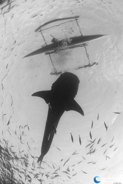 A whale shark approaches a fisherman’s canoe (Lightroom B&W conversion). ISO 320, F/8, 1/320