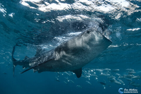 A whale shark feeds and is flanked by a school of big mouth jacks. ISO 400, F/8, 1/250