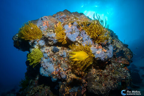 Safe haven behind a small crinoid covered coral bommie during the Coconut Point drift dive. ISO 200, F/8, 1/250