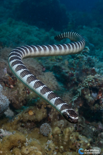 Greeting from one of the many curious hunting sea snakes of Apo Island. ISO 200, F/8, 1/250