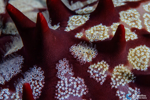 Super-Macro of chocolate tipped seastar. ISO 200, F/29, 1/250