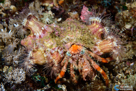 Decorator crab covered with anemones comes out at night. ISO 200, F/22, 1/200