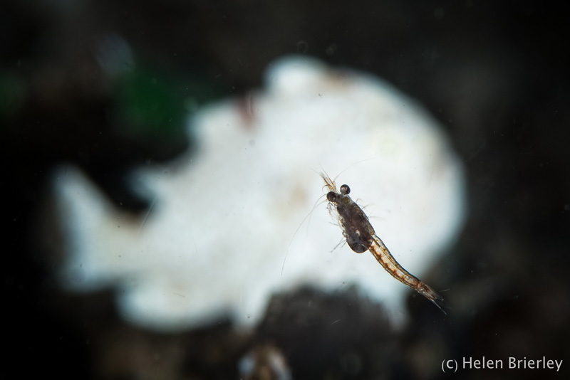 A tiny shrimp photobombs the frogfish and steals the focus - By workshop guest Helen Brierley.