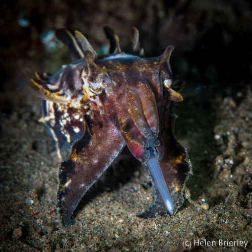 A flamboyant cuttlefish hunts under the cover of darkness - By workshop guest Helen Brierley.
