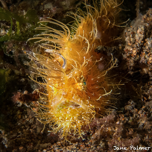 A juvenile hairy frogfish poses for the camera - By workshop guest Jane Palmer.