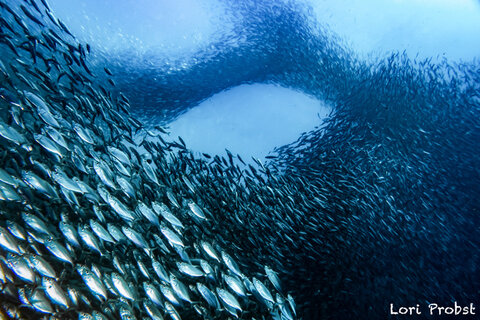 Swarm of Sardines overtake us – Photo by workshop guest Lori Probst. ISO 200, F/8, 1/125