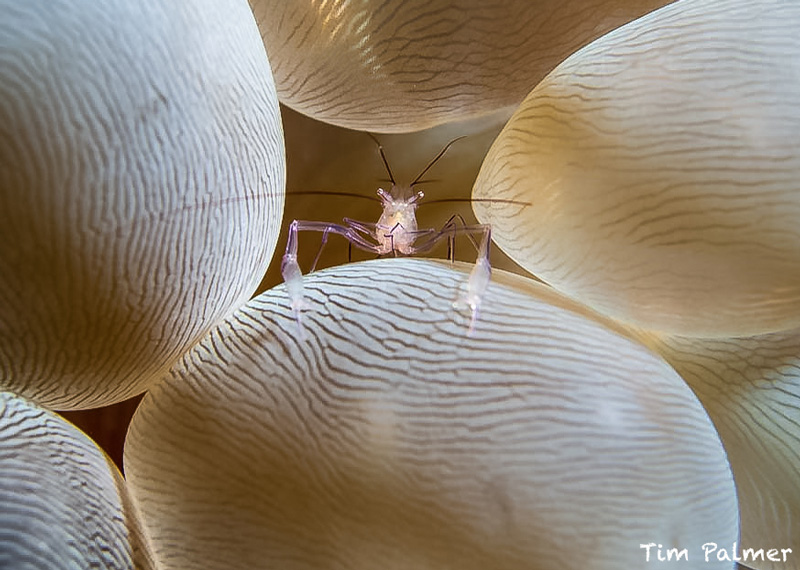 Living in a bubble - By workshop guest Tim Palmer. ISO 200, F/8, 1/100