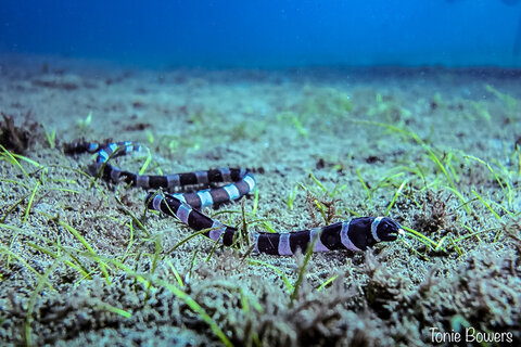 Banded Snake eel hunting in the turtle grass – By workshop guest Tonie Bowers. Sony RX100 in Nauticam housing. ISO 100, 10.4mm, F2.2, 1/250