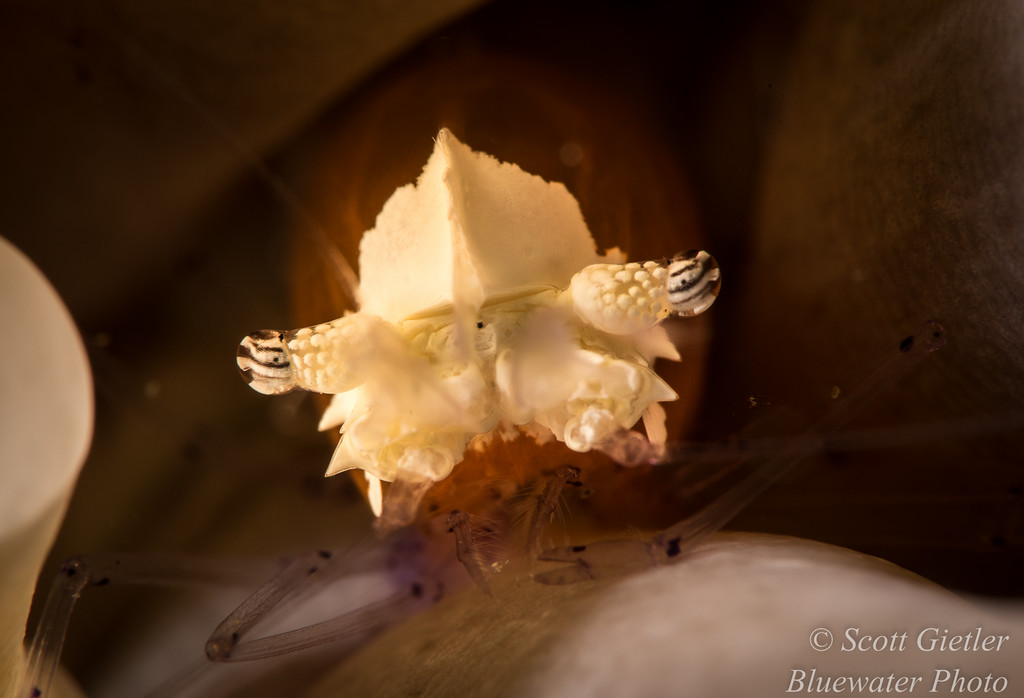 Anemone shrimp, F25, 1/250th, ISO 100 Nauticam Super Macro Converter underwater photos