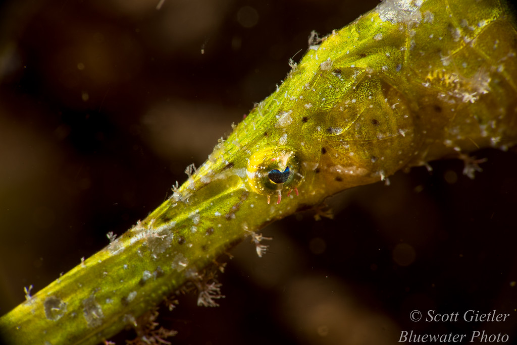 Ghost pipefish, F25, 1/250th, ISO 100 Nauticam SMC photos