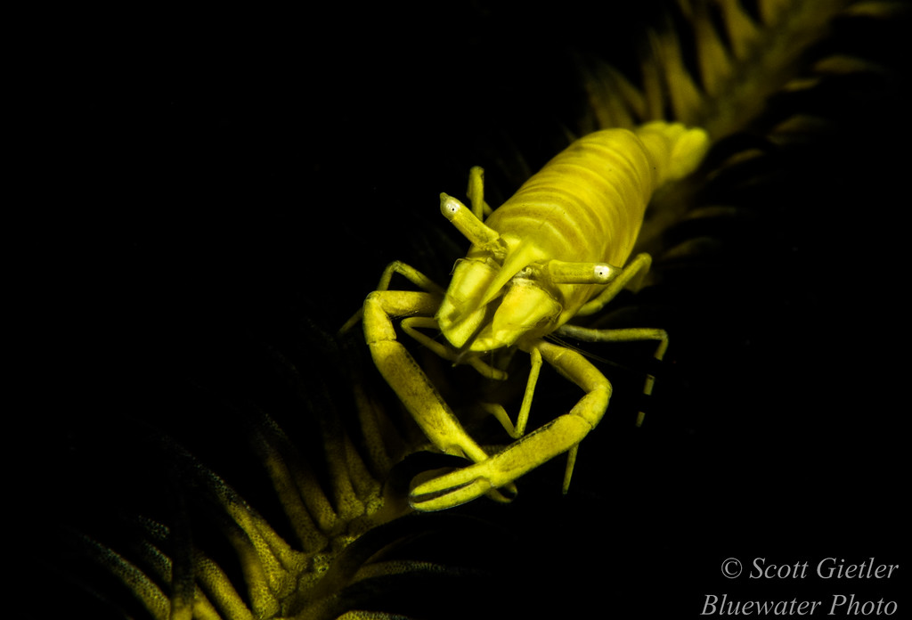 Crinoid shrimp, F22, 1/250th, ISO 100 Nauticam macro lens review