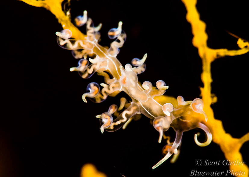 Eubranchus nudibranch, F18, ISO 200, 1/250th Nauticam SMC review