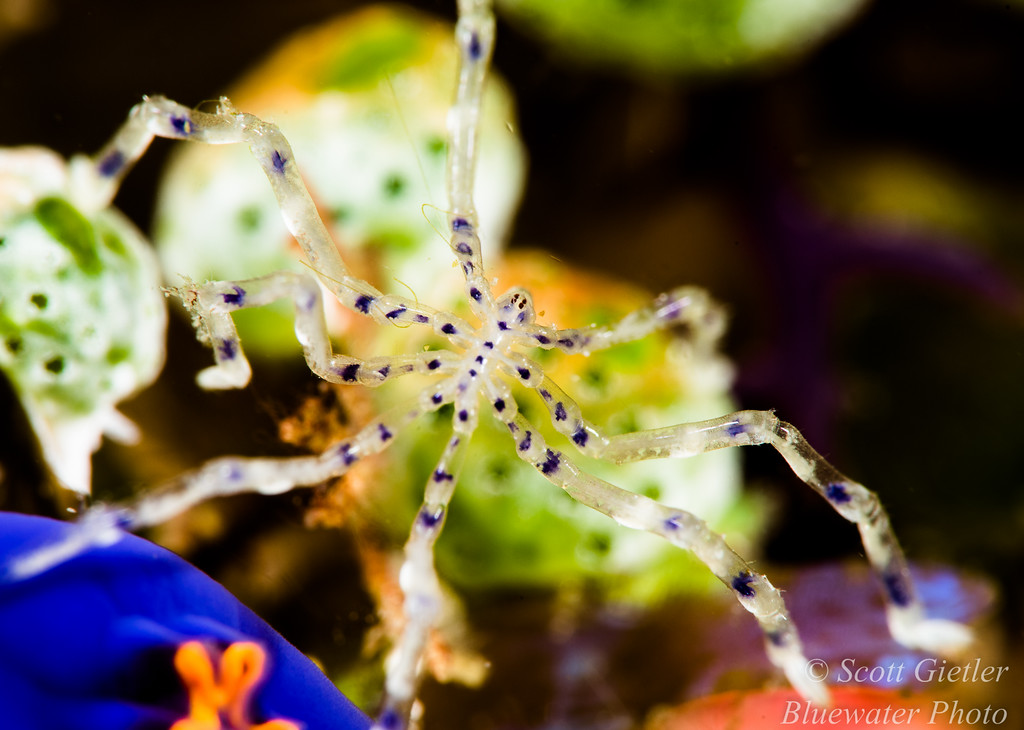 Sea spider, F25, 1/250th, ISO 100 Nauticam Super Macro Converter review