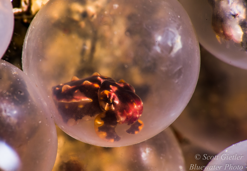 Flamboyant cuttlefish egg, F29, 1/250th, ISO 100 Nauticam Super Macro Converter lens