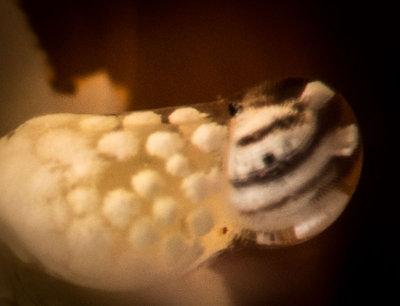 Anemone shrimp detail at 100% crop.