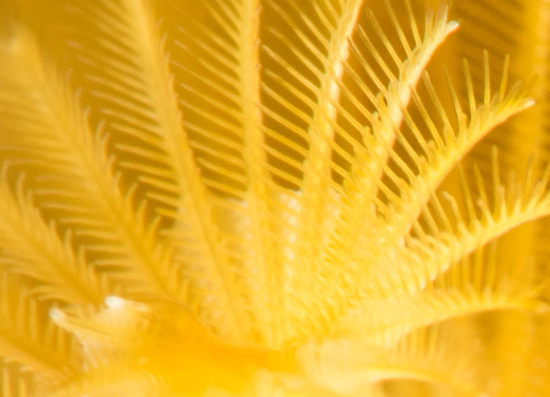 Christmas Tree Worm detail at 100% crop.